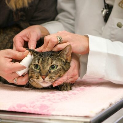 Dr. Mineo treating a cat with the help of a vet tech. cat is tan and brown striped with green eyes