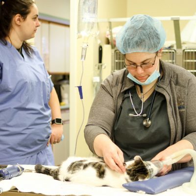 Two team members treating white and brown cat. Both team members are women with brown hair. Team member on left is standing looking at something off camera. Team member on right is placing breathing mask over cats face