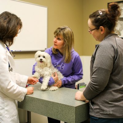 veterinarian treating a small white fluffy dog. owner is a blonde woman and holding the dog. another woman in front with brown hair in ponytail