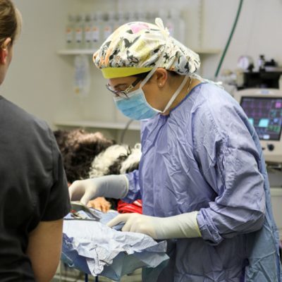 veterinarian preparing for surgery on curly haired black and white dog. They are in the operating room and the vet has on proper operating attire including a mask, gloves and cap