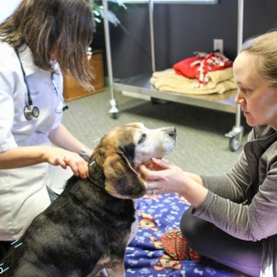 black, tan and white Beagle sitting on ground with owner and vet. Dog is receiving acupuncture. Vet is a woman and has brown hair. owner is a woman and has light brown hair