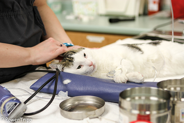 Cat being comforted before procedure.